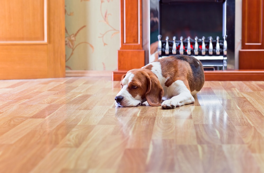 Remove Paint From Laminate Flooring, What Is The Best Way To Get Paint Off Hardwood Floors