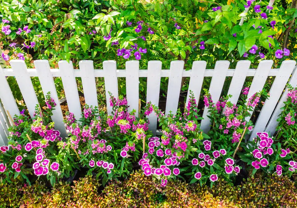How to Paint a Garden Fence